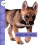 Go to record Baby wolves