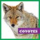 Go to record Coyote