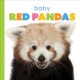 Go to record Baby red pandas