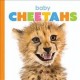 Go to record Baby cheetahs